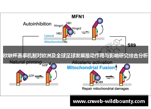 欧联杯赛事机制对欧洲及全球足球发展推动作用与影响研究综合分析
